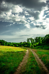 Road in forest and field . Summer landscape . Sky over the forest and field with grass. Forest nature . Wild in the woods . 
