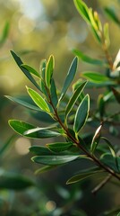 Close-up of tea tree leaves bathed in soft sunlight