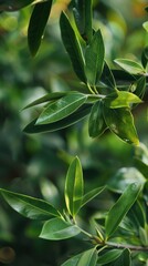 Obraz premium A close-up of vibrant green tea tree leaves