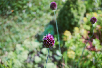 Czosnek główkowaty, Allium sphaerocephalon L. © Marcin Łazarczyk