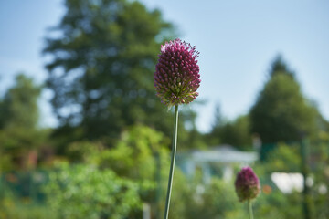 Czosnek główkowaty, Allium sphaerocephalon L. © Marcin Łazarczyk