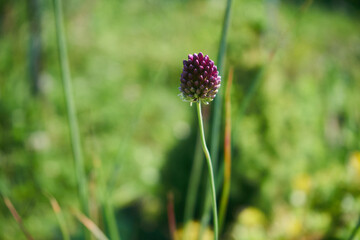 Czosnek główkowaty, Allium sphaerocephalon L.