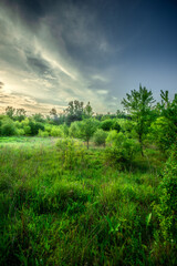 Field and forest , green trees and leafs . Clouds and sky . Nature at sunner time . Beautiful clouds 