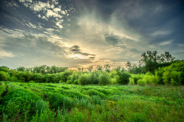 Obraz premium Field and forest , green trees and leafs . Clouds and sky . Nature at sunner time . Beautiful clouds 