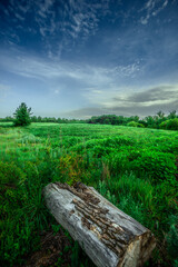 Field and forest , green trees and leafs . Clouds and sky . Nature at sunner time . Beautiful clouds 