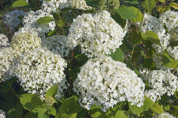 hortensja, hydrangea l. © Marcin Łazarczyk