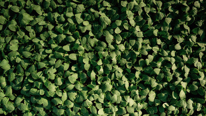 Close up view of bunch of leaves that are growing on the agricultural field