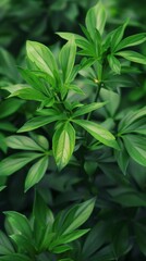 Fototapeta premium Lush, vibrant Valerian leaf foliage basks in the summer sun