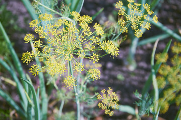 Koper ogrodowy, Anethum graveolens L © Marcin Łazarczyk