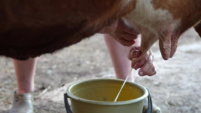 farmer diligently milks a cow by hand as part of his daily routine in the farmyard