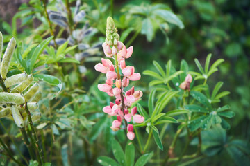 Łubin, Lupinus L © Marcin Łazarczyk