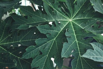 Beautiful of green tropical leaves