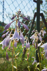 Funkia babkolistna  © Marcin Łazarczyk