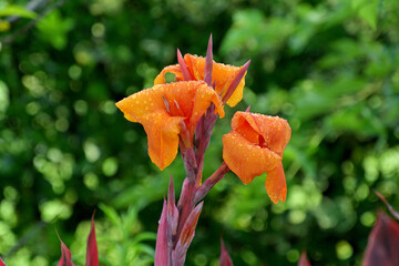 雨に濡れて花弁に水滴をつけたカンナ