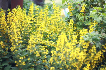 Obraz premium yellow flowers background