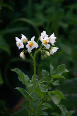 white flowers in the garden