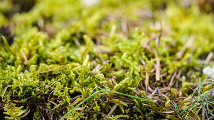 green grass background