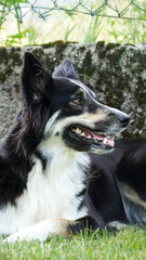 border collie dog