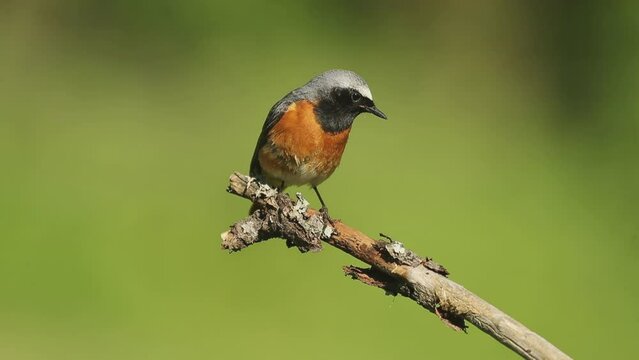 Common redstart male on its breeding territory in an Atlantic oak and thorn bush forest in spring with the last light of the afternoon