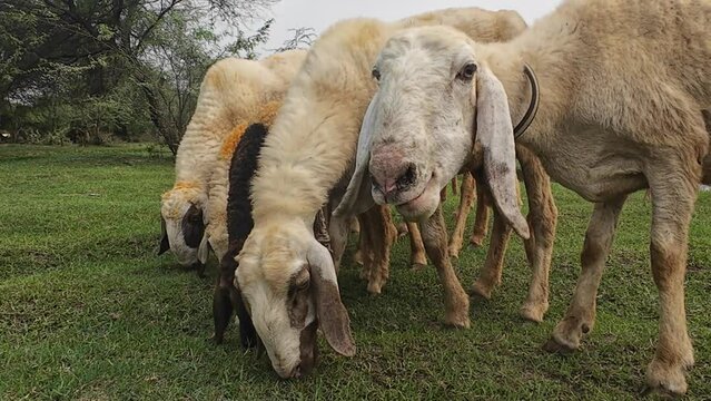 Sheep eating grass in a field, a few with bells around their necks.