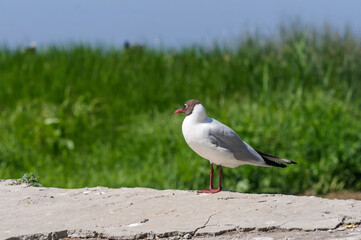Seagull on a background of green grass. Copy space, selective focus