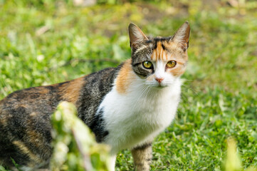 Tricolor young curious cat in the grass. Selective focus on eyes, looking into camera