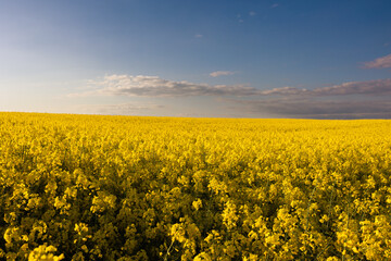 Yellow rapeseed field at the sunset.