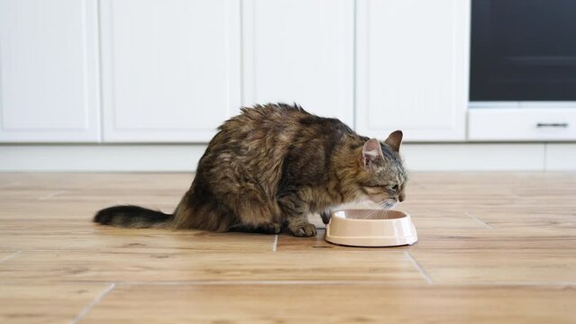Domestic cat enjoying meal from food bowl on clean kitchen floor. Cat eating in modern kitchen setting, showcasing pet care and diet. Indoor scene.