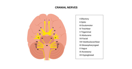 Cranial nerves anatomy