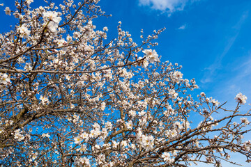 Almond blossom
