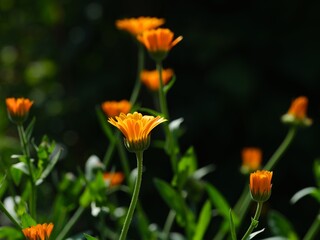 Orange Calendula flowers in nature.