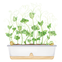 Young green sprouting bean sprouts from pea seeds. A plant in stylish pot. Organic micro-greens for healthy food, natural dishes, green salads. Garden inside the house. Isolated illustration