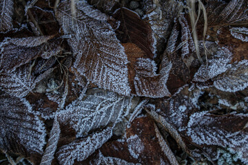 Top view of a pile of dried icy brown leaves on a winter morning. Highlight for a light brown leaf among the remaining dark ones. Winter frozen and frosted brown leaves. Texture for background.