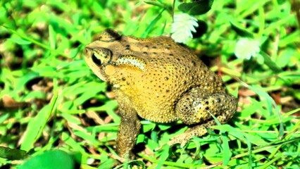 Camouflage frog on green roots, adaptation of animals to the environment