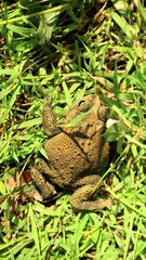 Camouflage frog on green roots, adaptation of animals to the environment