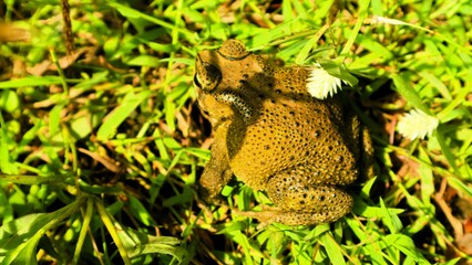 Camouflage frog on green roots, adaptation of animals to the environment