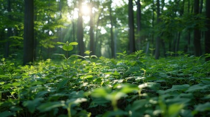 Fototapeta premium A forest rejuvenation scene with diverse flora and fauna, highlighting the importance of reforestation