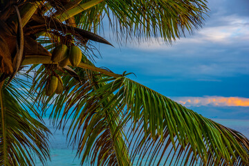 Obraz premium Coconuts and palm leaves by the sea at sunset in a tropical beach