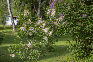 A tree with purple flowers is in a park