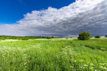 A field of grass with a cloudy sky in the background