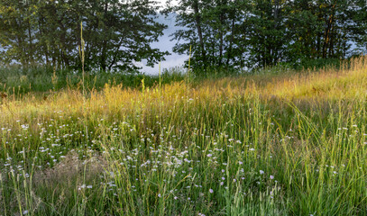 A lush, green meadow with wild white flowers blooms in the dappled sunlight after a summer rain. The grass is tall and vibrant, with a few trees in the background.