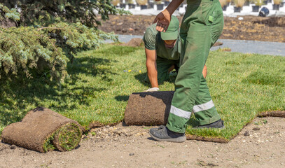 Two landscapers work together to lay down fresh sod rolls on a sunny day, creating a new lawn.