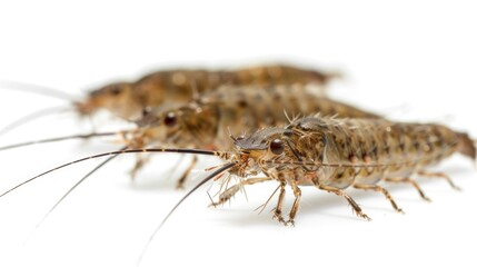 Fototapeta premium A close-up image of two small bugs sitting on a white surface, great for use in science or educational illustrations