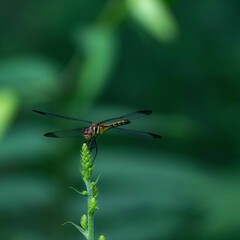 梅雨のど真ん中