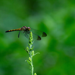 梅雨のど真ん中
