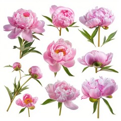 Bunch of Pink Flowers on White Background