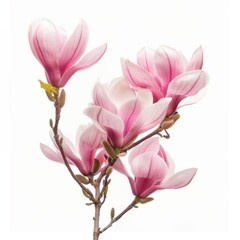 Close Up of a Pink Flower on a White Background