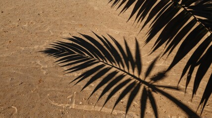 aesthetic palm leaf on shadow on sand background texture sand