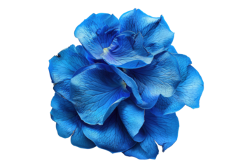 Blue rose petals isolated on transparent background