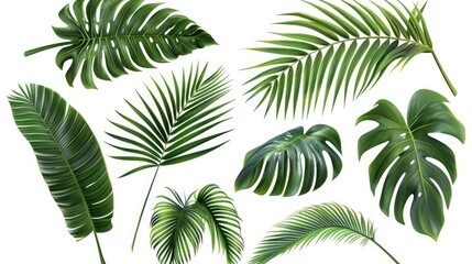 A collection of tropical leaves on a white background, ideal for nature or travel themed projects